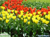 1298garden-keukenhof_2.jpg