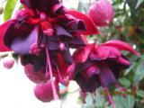 IMG_0739.JPG