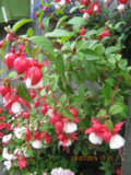 IMG_0741.JPG