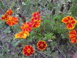 IMG_20150912_180900.jpg