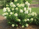 Hydrangea-paniculata-Limelight.jpg