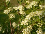 spirea.jpg