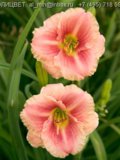 Hemerocallis Little Anna Rosa.jpg