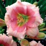 hemerocallis-janice-brown_150x150.jpg