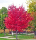 red-maple-tree-110661300141618eVU.jpg