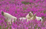 white-polar-bear-playing-with-pink-flowers-1440x900.jpg