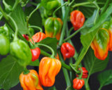 pepper habanero orange 2.jpg