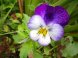IMGP8926.JPG