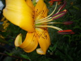 IMGP8933.JPG