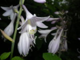 IMGP8940.JPG