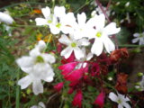 IMGP8947.JPG