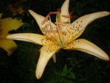 IMGP8971.JPG