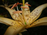 IMGP8973.JPG