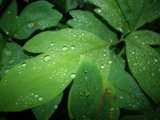 IMGP8983.JPG