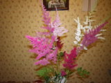 IMGP8990.JPG