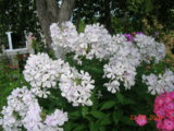 DSCN6068.JPG
