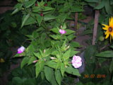 DSCN6084.JPG