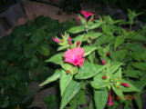 DSCN6085.JPG