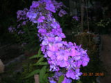 DSCN6086.JPG