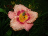IMGP9237.JPG