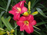 IMGP9243.JPG