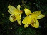 IMGP9242.JPG