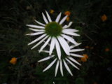 IMGP9245.JPG