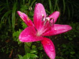 IMGP9247.JPG