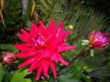 IMGP9262.JPG