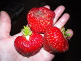 IMGP9292.JPG