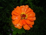 IMGP9290.JPG