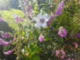 IMG_20160816_082136.jpg
