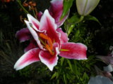 IMGP5575.JPG