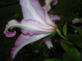 IMGP5869.JPG