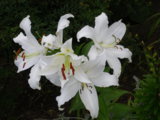 IMGP5871.JPG
