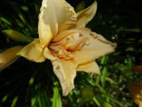 IMGP5597.JPG