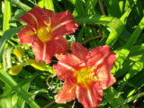 IMGP5662.JPG