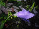 IMGP9811.JPG