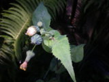 IMGP9806.JPG