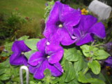 IMGP0194.JPG