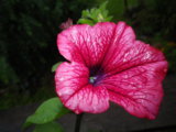 IMGP0199.JPG