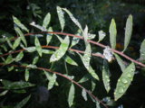 IMGP0200.JPG