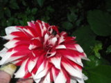 IMGP0217.JPG
