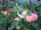 IMGP0223.JPG