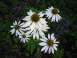 IMGP0224.JPG