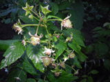 IMGP0226.JPG