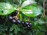 IMGP0228.JPG