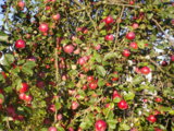 IMGP0232.JPG