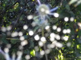 IMGP0238.JPG