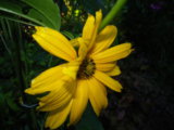 IMGP0252.JPG